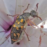 Blister Beetle, Meloidae, Kenya, photo © Michael Plagens