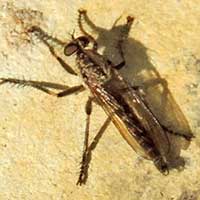 Robber Fly at Taita Hills, Asilidae, photo © Michael Plagens