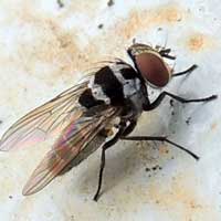 Root-maggot fly, Anthomyiidae, photo © Michael Plagens