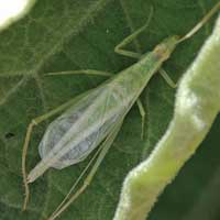 A tree cricket, g. Oecanthus,  from Taita, Kenya, Africa, photo © Michael Plagens