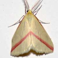 Rodometra? Geometridae Moth from, Kenya, Africa, photo © Michael Plagens