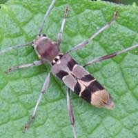 Weevil male and female on Vernonia, Curculionidae, Kenya, photo © Michael Plagens