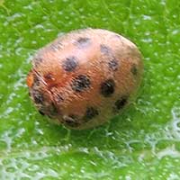 fourteen spotted coccinelid beetle, Kenya, photo © Michael Plagens