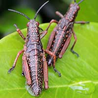 A stout grasshopper, Pyrgomorphidae, from Taita, Kenya, Africa, photo © Michael Plagens