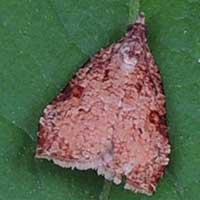 a snout moth, Crambidae, Kenya, Africa, photo © Michael Plagens