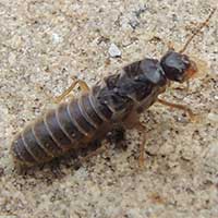 Reproductive female termite in Machakos, Kenya © Michael Plagens