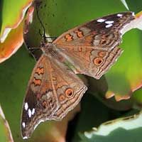 Garden Commodore, Precis archesia, Nymphalidae., © Michael Plagens