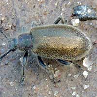 ground dwelling beetle covered with short setae, Tenebrionidae, Kenya, photo © Michael Plagens