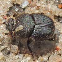 a hirsute dung beetle, Scarabaeidae, Kenya, photo © Michael Plagens