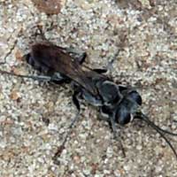 ground dwelling wasp from Machakos, Kenya, photo © Michael Plagens