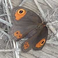 Common Pathfinder Butterfly, Vanessula milca, © Michael Plagens