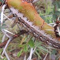 larva stage of a tussock moth, Lymantriidae, Kenya, Africa.