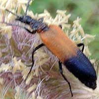 a Soldier Beetle, family Cantharidae, from Machakos, Kenya, photo © Michael Plagens