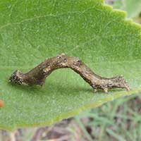 Noctuidae moth larva © Michael Plagens