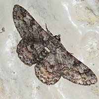 possibly Cleora, a Geometridae moth, Kenya, Africa, photo © Michael Plagens