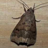 Noctuidae moth from Kirinyaga © Michael Plagens