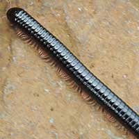 A very large Millipede from Kirinyaga, Kenya © Michael Plagens