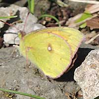 African Yellow Butterfly, Colias sp., © Michael Plagens