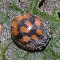 black with orange spots Coccinellidae, Kenya, photo © Michael Plagens