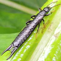 Glossy Black Dermaptera from Mt. Kenya, Africa, photo © Michael Plagens