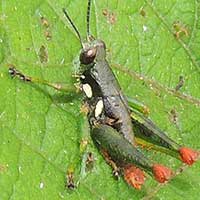 A green, red and white grasshopper, f. Acrididae, from Kimunye, Mt. Kenya, Africa, photo © Michael Plagens