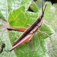 A slant-faced grasshopper, f. Acrididae, from Kimunye, Mt. Kenya, Africa, photo © Michael Plagens