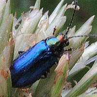 a irridescent green and red Chrysomelidae from Mount Kenya, photo © Michael Plagens