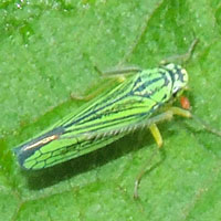 A green marked with yellow and blue Cicadelidae from Mt. Kenya Forest, Kenya, Africa, photo © Michael Plagens