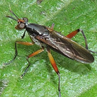 Snail-killing Marsh Fly, Sciomyzidae, © Michael Plagens