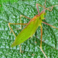 A green and red Katydid, Kenya, Africa, photo © Michael Plagens