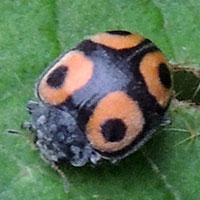 Epilachninae Coccinellidae Beetle from Mt Kenya Forest, photo © Michael Plagens