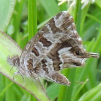 possible Cacyreus species, Lycaenidae, Butterfly, © Michael Plagens