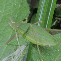 A leaf-like cricket, Tettigoniidae, from Eldoret, Kenya, Africa, photo © Michael Plagens