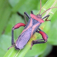 Plectropoda from Mt. Kenya area, East Africa, photo © Michael Plagens