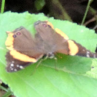 Dimorphic Admiral, Vanessa dimorphica, © Michael Plagens