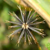 Spanish Needles, Bidens pilosa photo © Michael Plagens