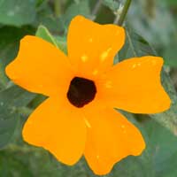 Black-eyed Susan Vine, Thunbergia alata, photo © Michael Plagens