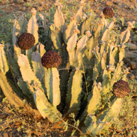 a succulent asclepiadaceae, photo © Michael Plagens