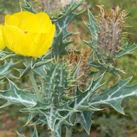 Mexican Prickly Poppy in Kenya, Argemone mexicana, photo © Michael Plagens