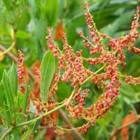 Rumex usambarensis in the buckwheat family, polygonaceae, photo © Michael Plagens