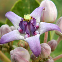 a Milkweed from near Lake Baringo, photo © Michael Plagens