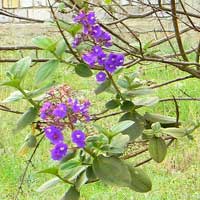 Glory Bush probably Tibouchina multiflora photo © Michael Plagens