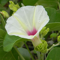 A xerically-adapted Morning-glory, Ipomoea spathulata, from scrublands in Kenya photo © Michael Plagens