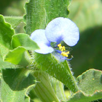 Spiderwort or Dayflower, Commelina, in Kenya, photo © Michael Plagens