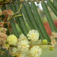 Black Wattle, Acacia mearnsii, photo © Michael Plagens