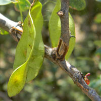 Pods containing bean seeds of Blackthorn, Acacia mellifera, photo © Michael Plagens