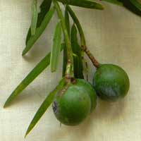 East-African Yellow-wood, Podocarpus falcatus, in Kenya, photo © Michael Plagens