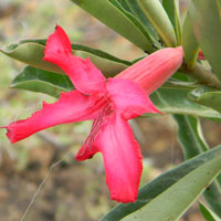 Brilliant pink flower of an Adenium, photo © Michael Plagens