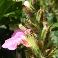 lavender-pink flower of an Acanthus, photo © Michael Plagens