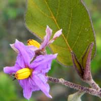 purple flower with bright yellow stamens of Solanum incanum, photo © Michael Plagens